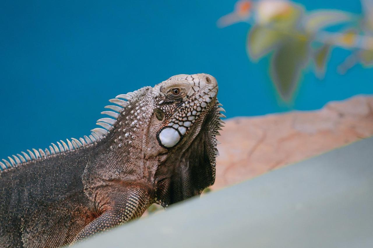 Domus Villas Praia de Pipa エクステリア 写真